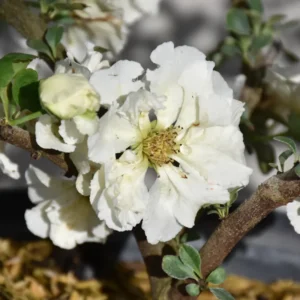 White Flowering Quince Plant - 4'' Pot - Live Plant