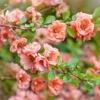 Peach Flowering Quince Plant Chaenomeles - Live Plant 4'' Pot