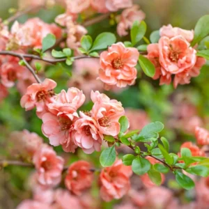 Peach Flowering Quince Plant Chaenomeles - Live Plant 4'' Pot