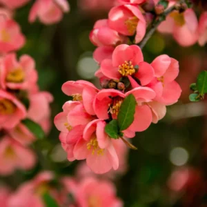 Peach Flowering Quince Plant Chaenomeles - Live Plant 4'' Pot