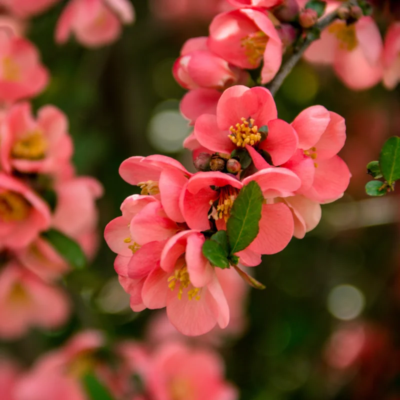 Peach Flowering Quince Plant Chaenomeles - Live Plant 4'' Pot