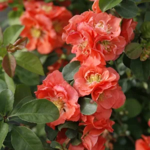 Peach Flowering Quince Plant Chaenomeles - Live Plant 4'' Pot