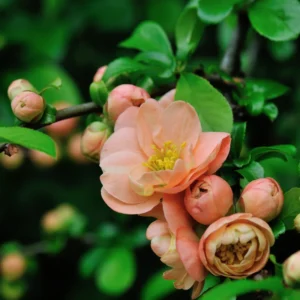 Peach Flowering Quince Plant Chaenomeles - Live Plant 4'' Pot