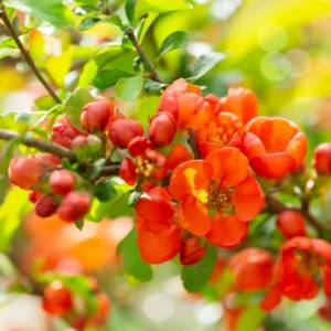 Flowering Quince Plant Orange Blooms - 4 Inch Pot Chaenomeles Japonica