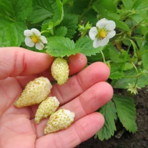 Alpine Strawberry Plants 8 White Alpine Everbearing 3-6 Inches Live