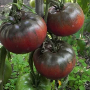 Plant Live - Black Krim Tomato Plant 2.5