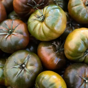 Plant Live - Black Krim Tomato Plant 2.5