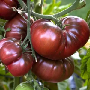 Plant Live - Black Krim Tomato Plant 2.5