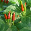 Thai Hot Pepper Plant Live - Extremely Hot Chili - 2.5" Pot