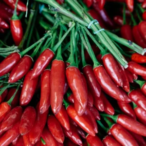 Thai Hot Pepper Plant Live - Extremely Hot Chili - 2.5