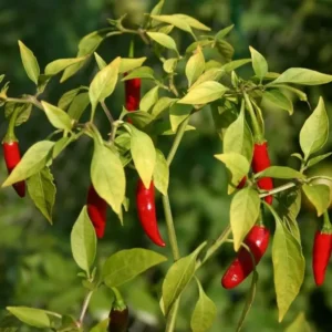 Thai Hot Pepper Plant Live - Extremely Hot Chili - 2.5
