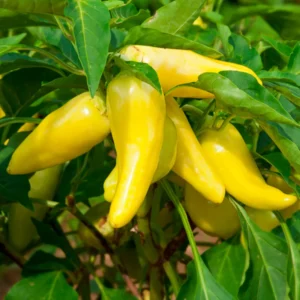 Sweet Banana Pepper Plant - Live Plant - 2.5 Inch Pot for Home Garden