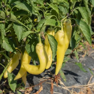 Sweet Banana Pepper Plant - Live Plant - 2.5 Inch Pot for Home Garden