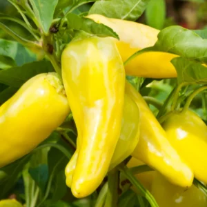 Sweet Banana Pepper Plant - Live Plant - 2.5 Inch Pot for Home Garden