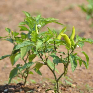 Sweet Banana Pepper Plant - Live Plant - 2.5 Inch Pot for Home Garden