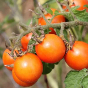 Sunsugar Tomato Plant - Sweet Tomato Plant 2.5 inch Pot Live Plant