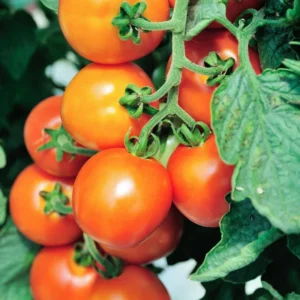 Sunsugar Tomato Plant - Sweet Tomato Plant 2.5 inch Pot Live Plant