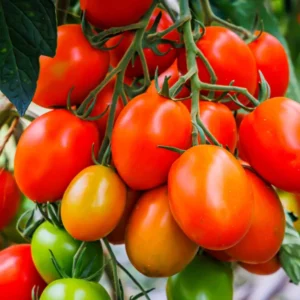 Roma Tomato Plant - Live Vegetable Plant - 2.5 Inch Pot - Grow Your Own