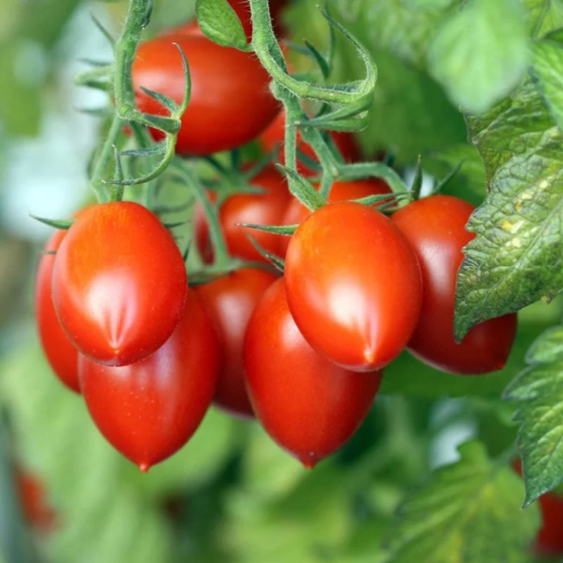 Roma Tomato Plant - Live Vegetable Plant - 2.5 Inch Pot - Grow Your Own