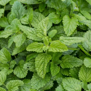 Lemon Balm Plant Perennial Herb 2.5