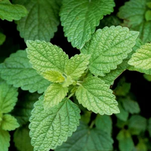 Lemon Balm Plant Perennial Herb 2.5" Pot Live Garden
