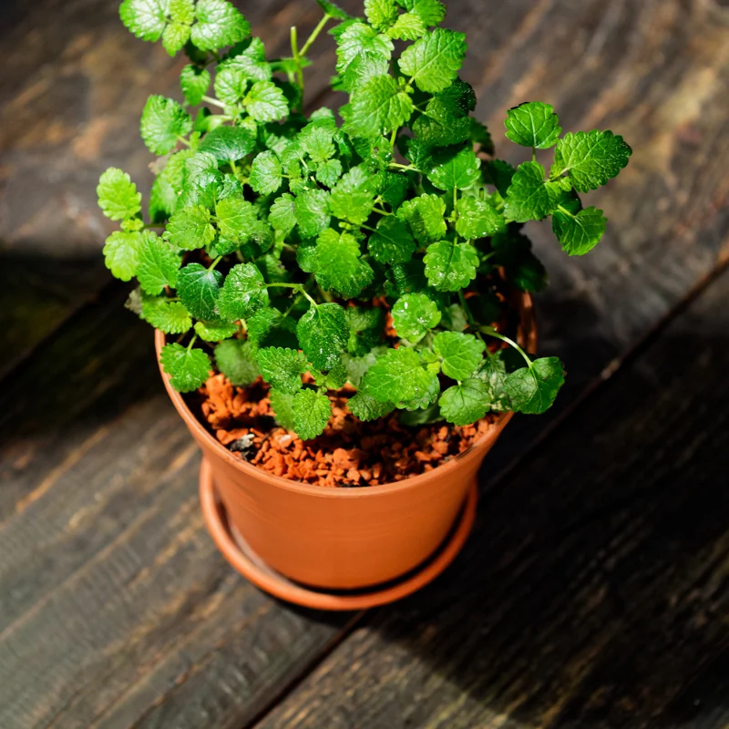 Lemon Balm Plant Perennial Herb 2.5" Pot Live Garden