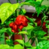 Carolina Reaper Pepper Plant - 4 Inch Pot - Super Hot Live Plant