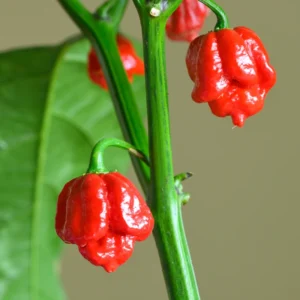Carolina Reaper Pepper Plant - 4 Inch Pot - Super Hot Live Plant