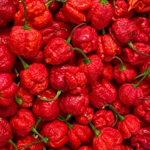 Carolina Reaper Pepper Plant - 4 Inch Pot - Super Hot Live Plant