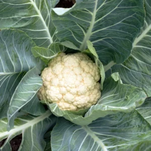 Cauliflower Plant Vegetable Plant 4 inch Pot Live Plant
