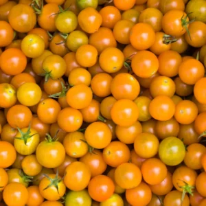 Sungold Tomato Plant Sweet Variety 2.5
