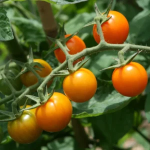 Sungold Tomato Plant Sweet Variety 2.5