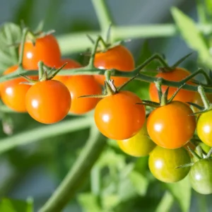 Sungold Tomato Plant Sweet Variety 2.5