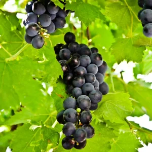 Seedless Black Grape Vine Plant - 2.5" Pot - Live Grape Vine