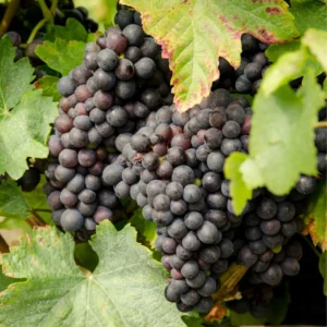 Seedless Black Grape Vine Plant - 2.5
