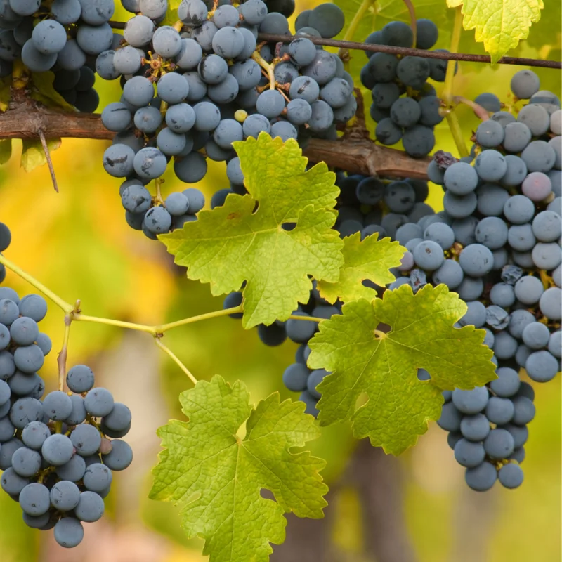 Seedless Black Grape Vine Plant - 2.5" Pot - Live Grape Vine