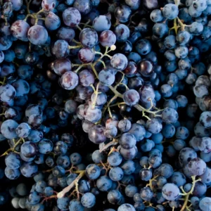 Seedless Black Grape Vine Plant - 2.5