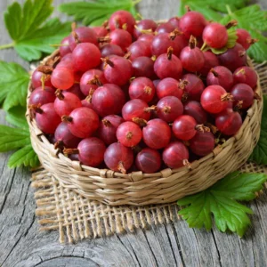 Red Gooseberry Bush - Live Plant 2.5