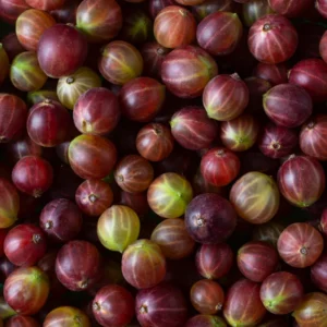 Red Gooseberry Bush - Live Plant 2.5