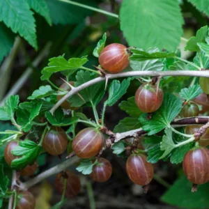 Red Gooseberry Bush - Live Plant 2.5