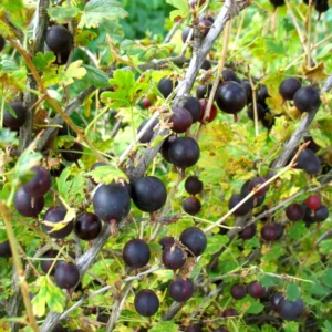 Black Gooseberry Bush - Live Plant - Ribes - 2.5 Inch Pot