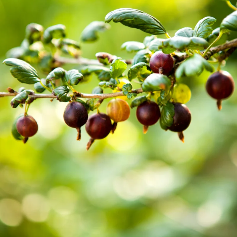 Black Gooseberry Bush - Live Plant - Ribes - 2.5 Inch Pot