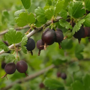 Black Gooseberry Bush - Live Plant - Ribes - 2.5 Inch Pot