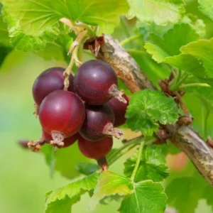 Red Gooseberry Plant - Live Plant in 2.5