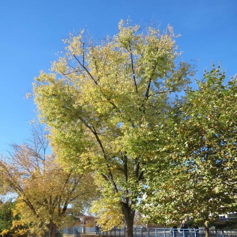 Silver Maple Tree Plants - 2 Live Bare-roots, 12-18 Inch Maple Tree Saplings