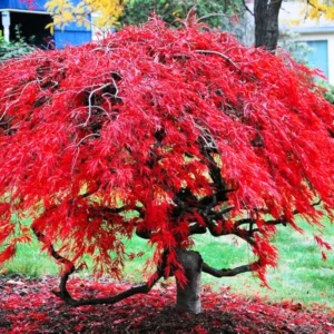 Maple Tree Live Plant - Bare-root Maple Plant, 12-18 Inch Height