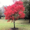 Maple Tree Live Plant - Bare-root Maple Plant, 12-18 Inch Height