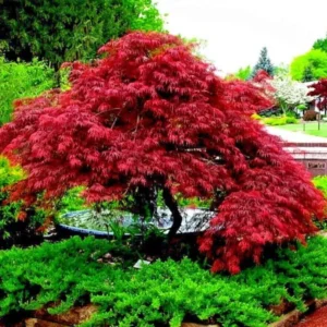 Maple Tree Live Plant - Bare-root Maple Plant, 12-18 Inch Height
