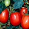 Ponak New Fresh 50 Pieces Red Tomato Vegetable Seeds
