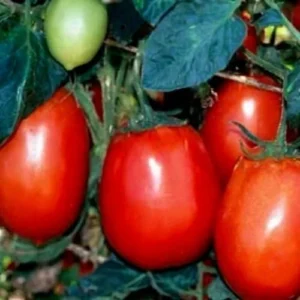Ponak New Fresh 50 Pieces Red Tomato Vegetable Seeds